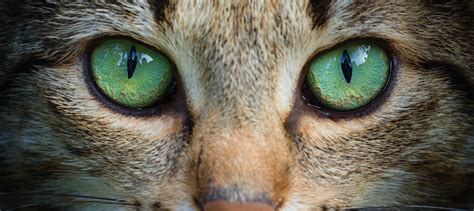 types of cat eye|The 7 Types Of Eye Color In Cats (With Pictures) .